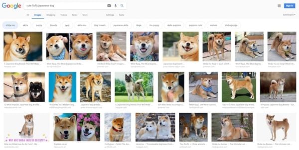 Joli chien japonais moelleux sur la recherche d'images Google 