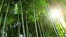 stop-being-bamboo-1